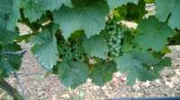 wp_20130820_016_small.jpg